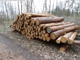 2014-03-18-langes-luch-baumfaellungen-057