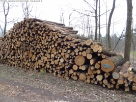 2014-03-18-langes-luch-baumfaellungen-058