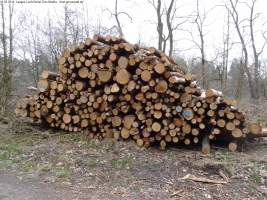 2014-03-18-langes-luch-baumfaellungen-059