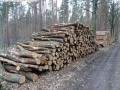 WaldPflege: Langes Luch - Baumfällungen März 2014