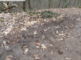 2014-03-18-langes-luch-baumfaellungen-008