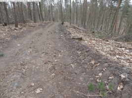 2014-03-18-langes-luch-baumfaellungen-009