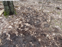 2014-03-18-langes-luch-baumfaellungen-011