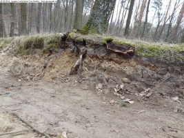 2014-03-18-langes-luch-baumfaellungen-013