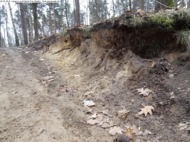 2014-03-18-langes-luch-baumfaellungen-014