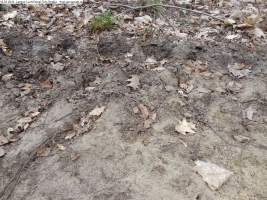 2014-03-18-langes-luch-baumfaellungen-016