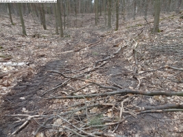 2014-03-18-langes-luch-baumfaellungen-020