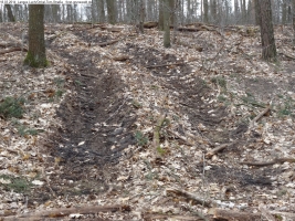 2014-03-18-langes-luch-baumfaellungen-021