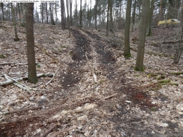 2014-03-18-langes-luch-baumfaellungen-022