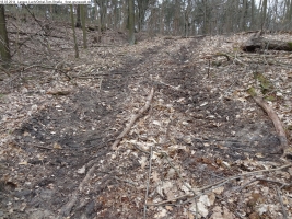 2014-03-18-langes-luch-baumfaellungen-023