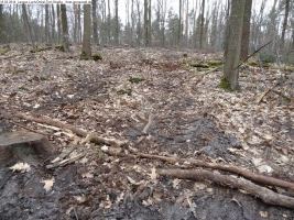2014-03-18-langes-luch-baumfaellungen-024