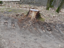 2014-03-18-langes-luch-baumfaellungen-025