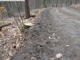 2014-03-18-langes-luch-baumfaellungen-026