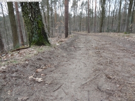 2014-03-18-langes-luch-baumfaellungen-028