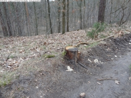 2014-03-18-langes-luch-baumfaellungen-029