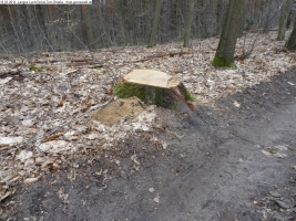 2014-03-18-langes-luch-baumfaellungen-030