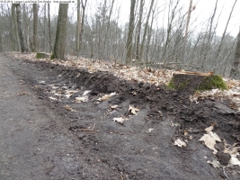 2014-03-18-langes-luch-baumfaellungen-031