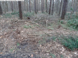 2014-03-18-langes-luch-baumfaellungen-039