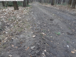 2014-03-18-langes-luch-baumfaellungen-040