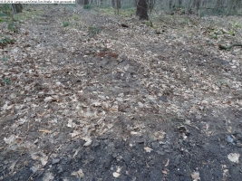 2014-03-18-langes-luch-baumfaellungen-046