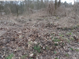 2014-03-18-langes-luch-baumfaellungen-061