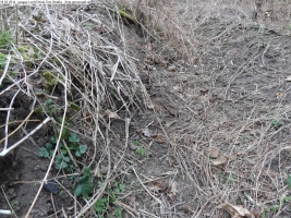 2014-03-18-langes-luch-baumfaellungen-063