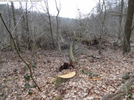 2014-03-18-langes-luch-baumfaellungen-064