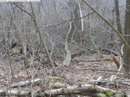 2014-03-18-langes-luch-baumfaellungen-065