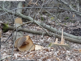 2014-03-18-langes-luch-baumfaellungen-066