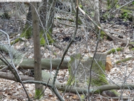 2014-03-18-langes-luch-baumfaellungen-067