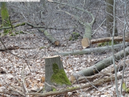 2014-03-18-langes-luch-baumfaellungen-068