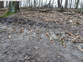 2014-03-18-langes-luch-baumfaellungen-070