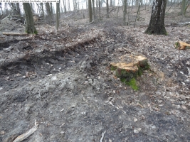 2014-03-18-langes-luch-baumfaellungen-076