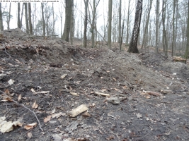 2014-03-18-langes-luch-baumfaellungen-077