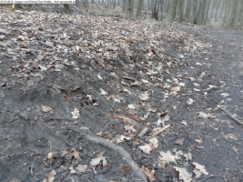 2014-03-18-langes-luch-baumfaellungen-079