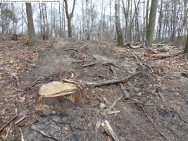 2014-03-18-langes-luch-baumfaellungen-088