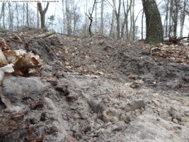 2014-03-18-langes-luch-baumfaellungen-089