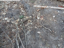 2014-03-18-langes-luch-baumfaellungen-090