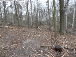2014-03-18-langes-luch-baumfaellungen-092