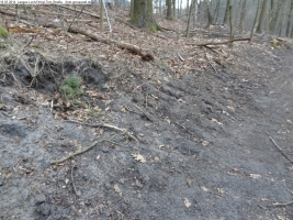 2014-03-18-langes-luch-baumfaellungen-093