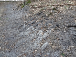 2014-03-18-langes-luch-baumfaellungen-094