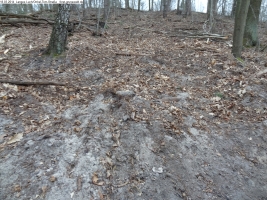 2014-03-18-langes-luch-baumfaellungen-095