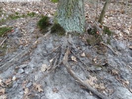 2014-03-18-langes-luch-baumfaellungen-097