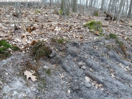 2014-03-18-langes-luch-baumfaellungen-099