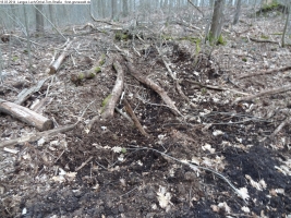 2014-03-18-langes-luch-baumfaellungen-103