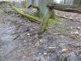 2014-03-18-langes-luch-baumfaellungen-106