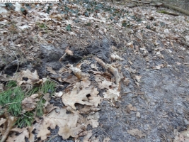 2014-03-18-langes-luch-baumfaellungen-108