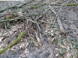 2014-03-18-langes-luch-baumfaellungen-110
