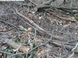 2014-03-18-langes-luch-baumfaellungen-111