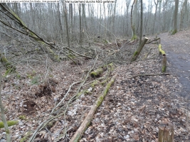 2014-03-18-langes-luch-baumfaellungen-113